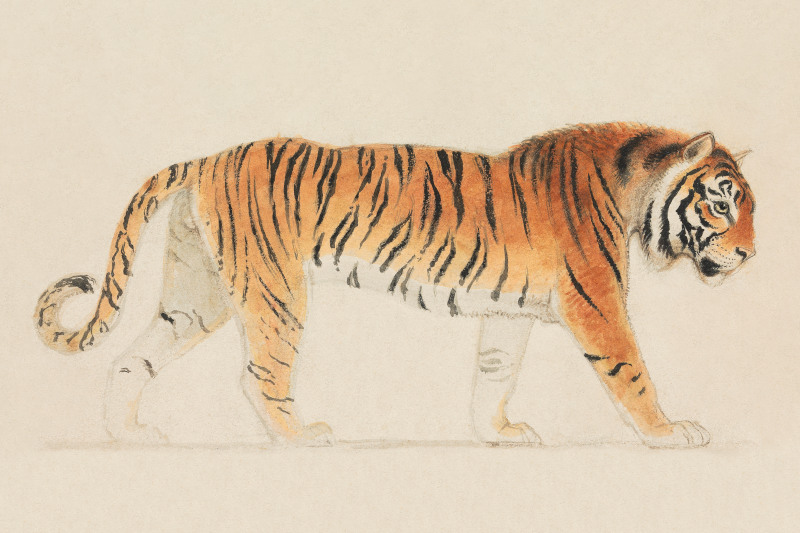 A Tiger, Full-Length, in Profile, Walking Towards Right by Thomas Stothard